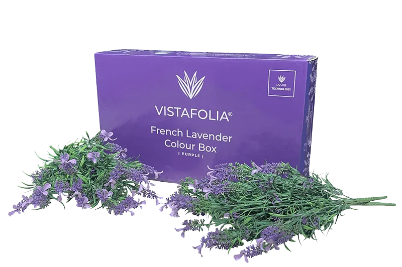 Vistafolia Purple French Lavender Color Box